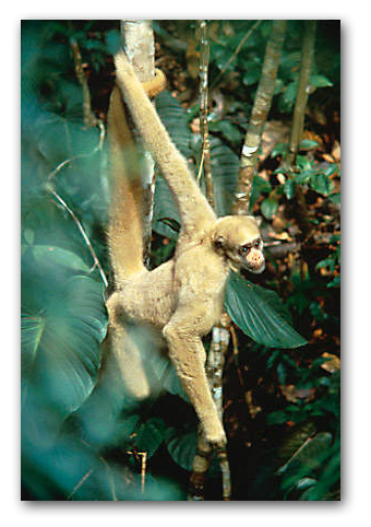 Macaco Muriqui